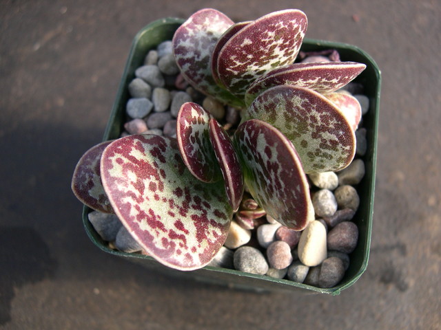 Adromischus maculatus 1.jpg