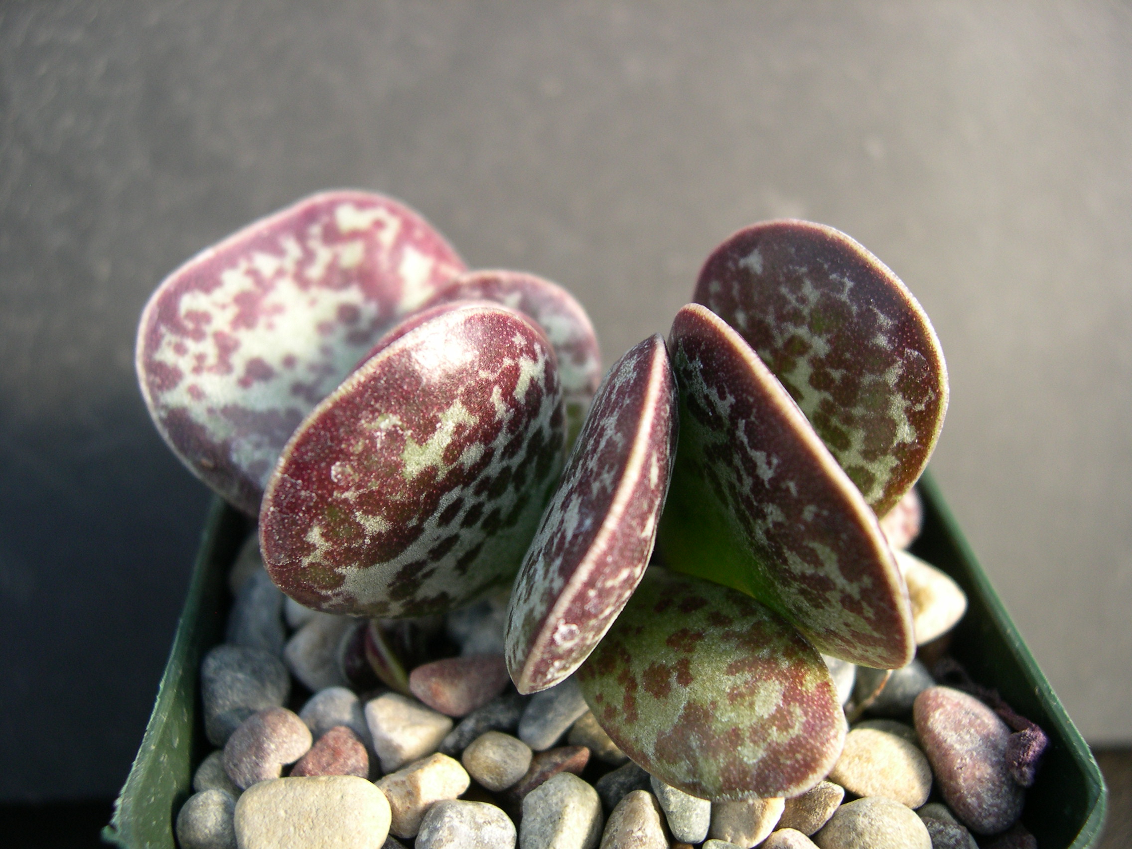 Adromischus maculatus 2.jpg