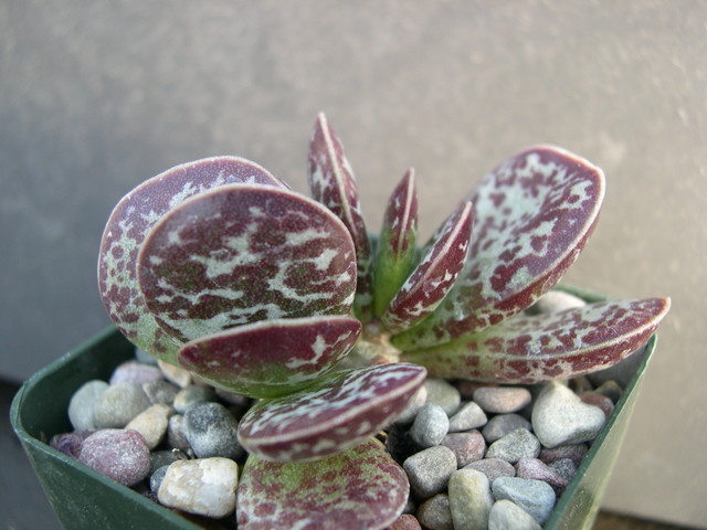 Adromischus maculatus 3.jpg