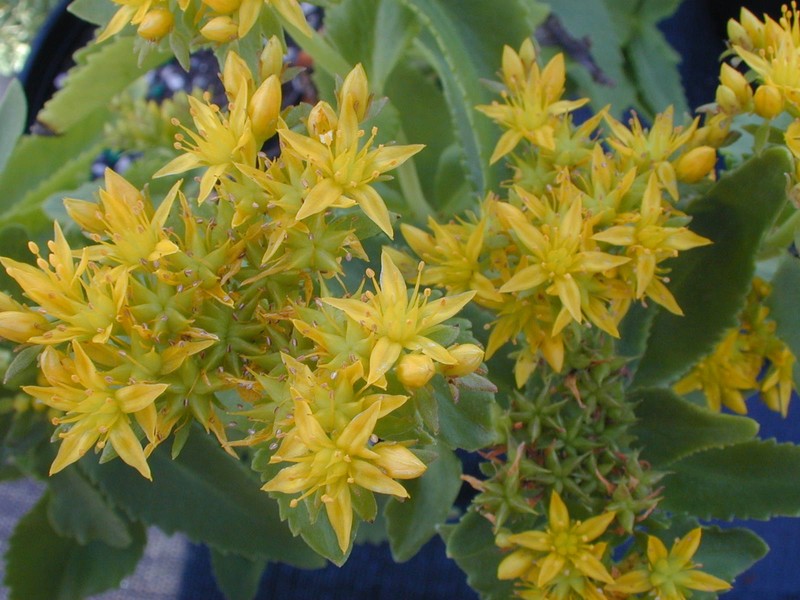 Sedum aizoon (Phedimus aizoon) (1)