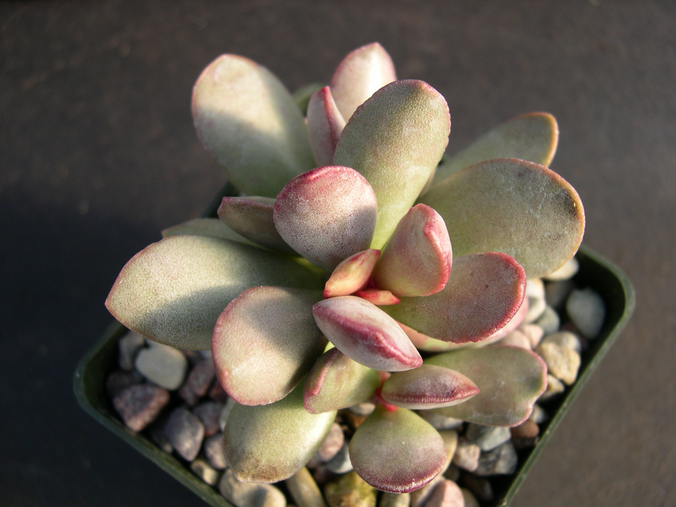 Adromischus marianiae blosianus 1.jpg