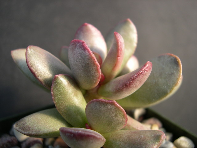 Adromischus marianiae blosianus 2.jpg