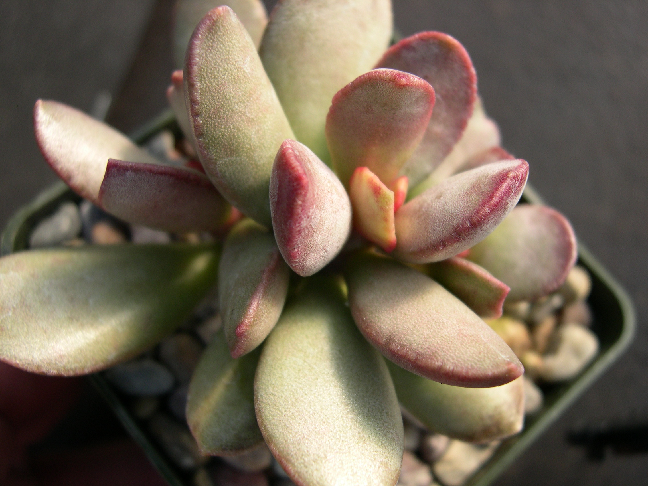 Adromischus marianiae blosianus 3.jpg