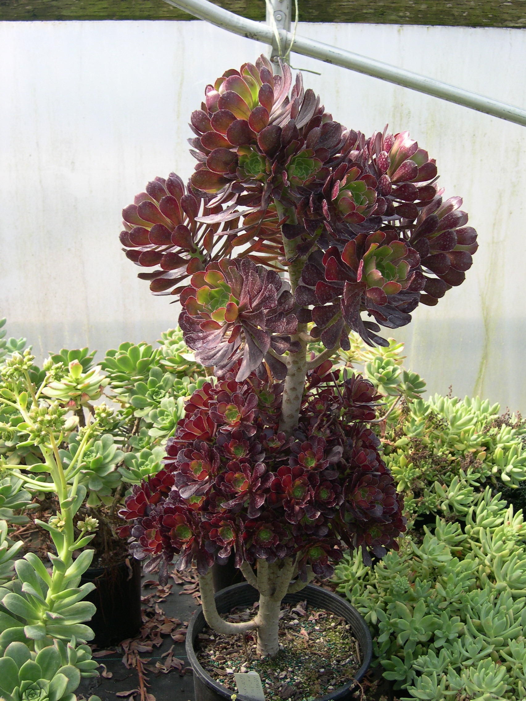 Aeonium arboreum Atropurpureum 1.jpg