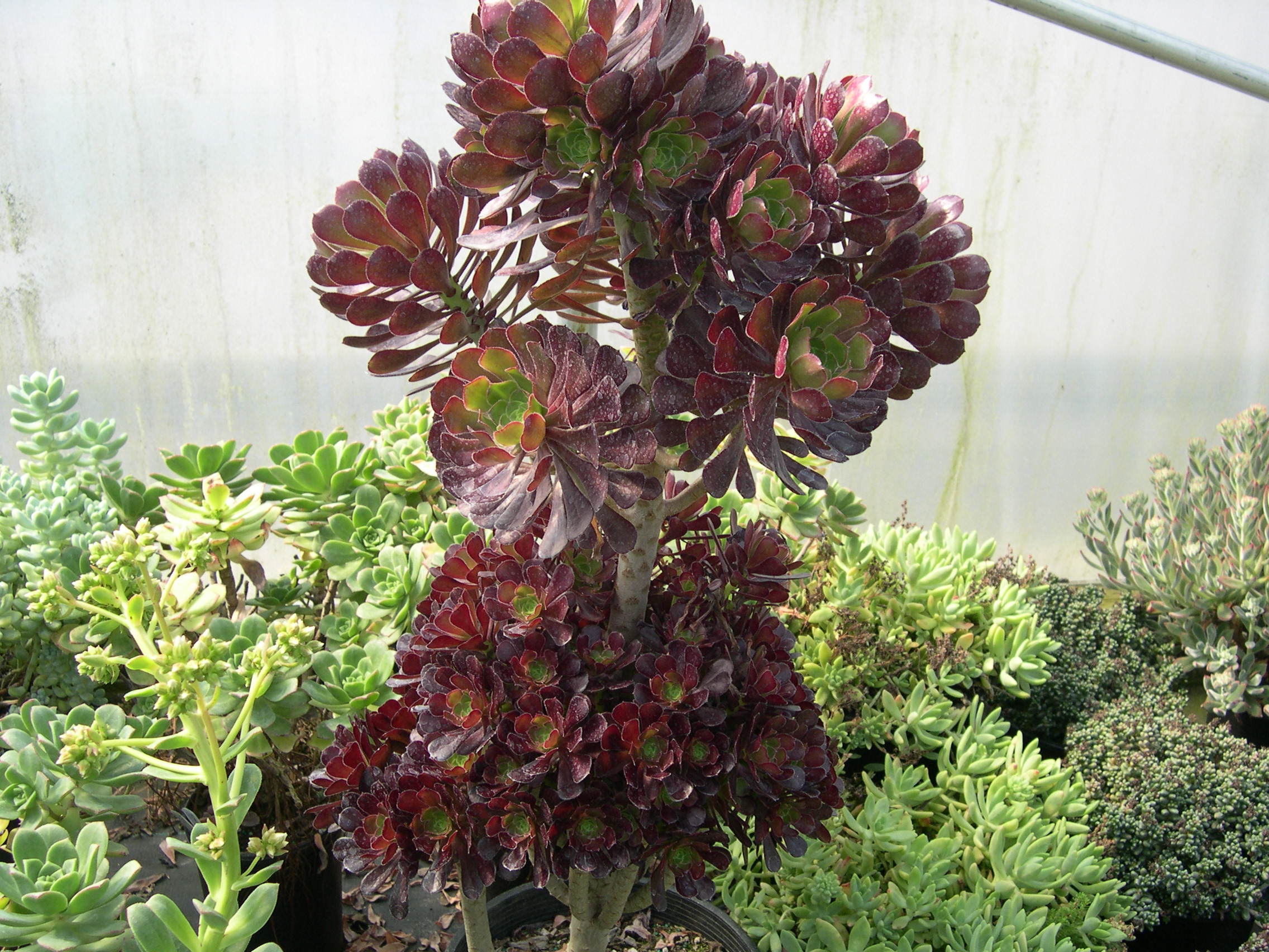 Aeonium arboreum Atropurpureum 2.jpg