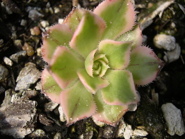 Aeonium arboreum luteo Sunburst 1.jpg