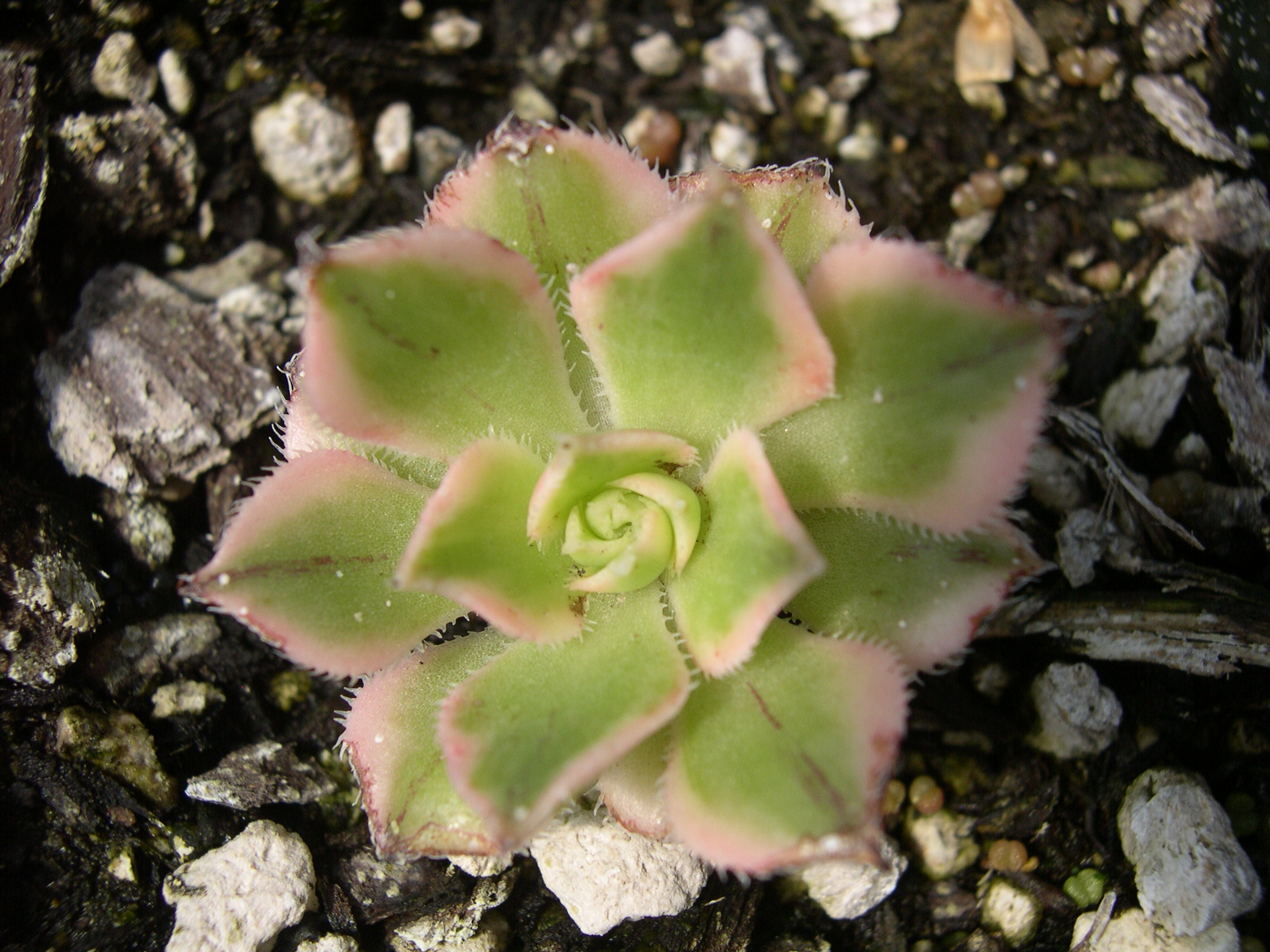 Aeonium arboreum luteo Sunburst 2.jpg