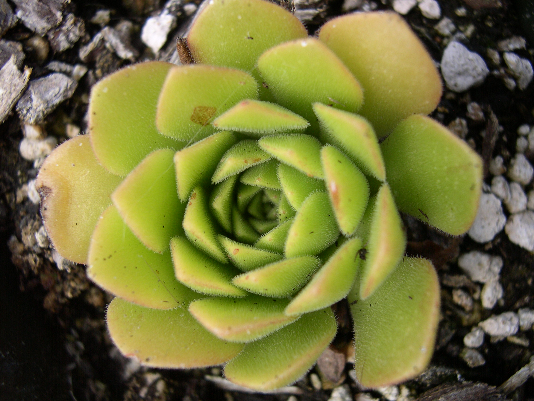 Aeonium nogalesii var dasyphyllum 1.jpg