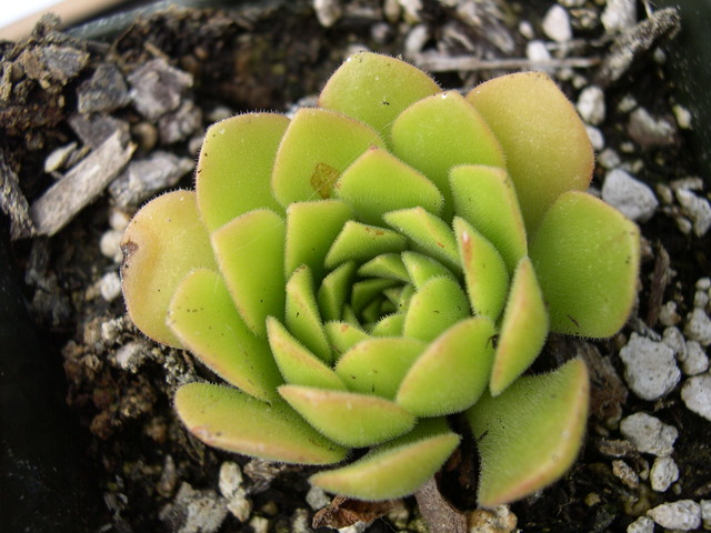 Aeonium nogalesii var dasyphyllum 2.jpg