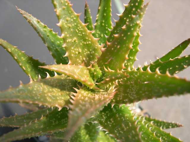 Aloe Hummeli Red 2.jpg