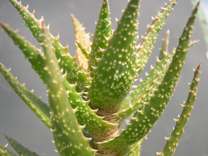 Aloe Hummeli Red 3.jpg