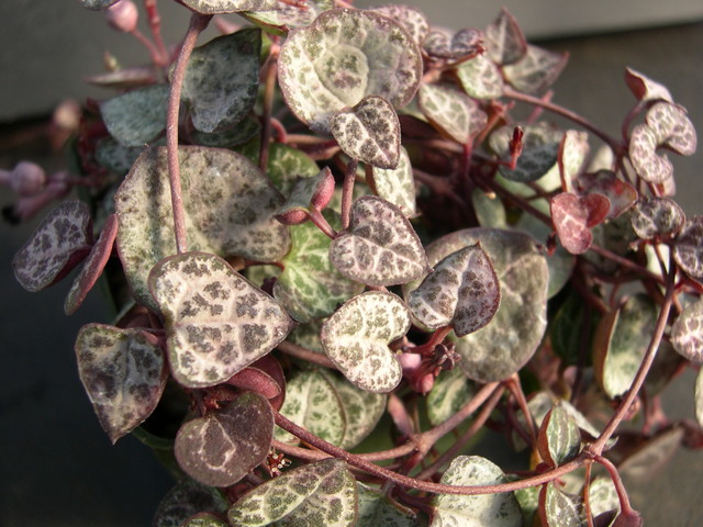 Ceropegia woodii 2.jpg