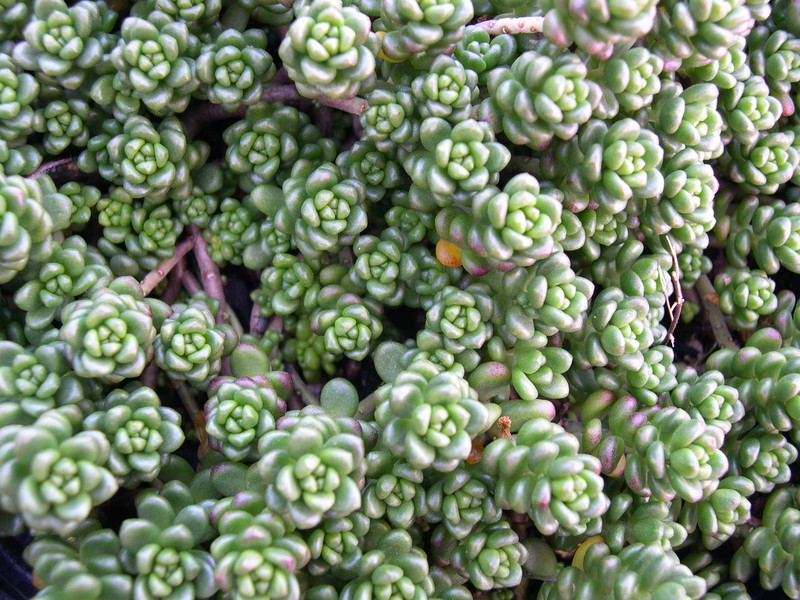 Sedum album 'Athoum' (1)