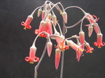 Cotyledon orbicularis Oophylla 1.jpg