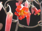 Cotyledon orbicularis Oophylla 2.jpg