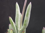 Cotyledon orbicularis Oophylla 3.jpg