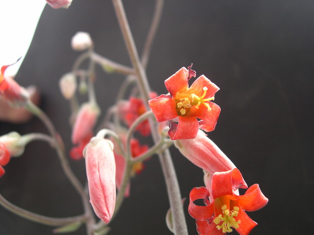 Cotyledon orbicularis Oophylla 4.jpg