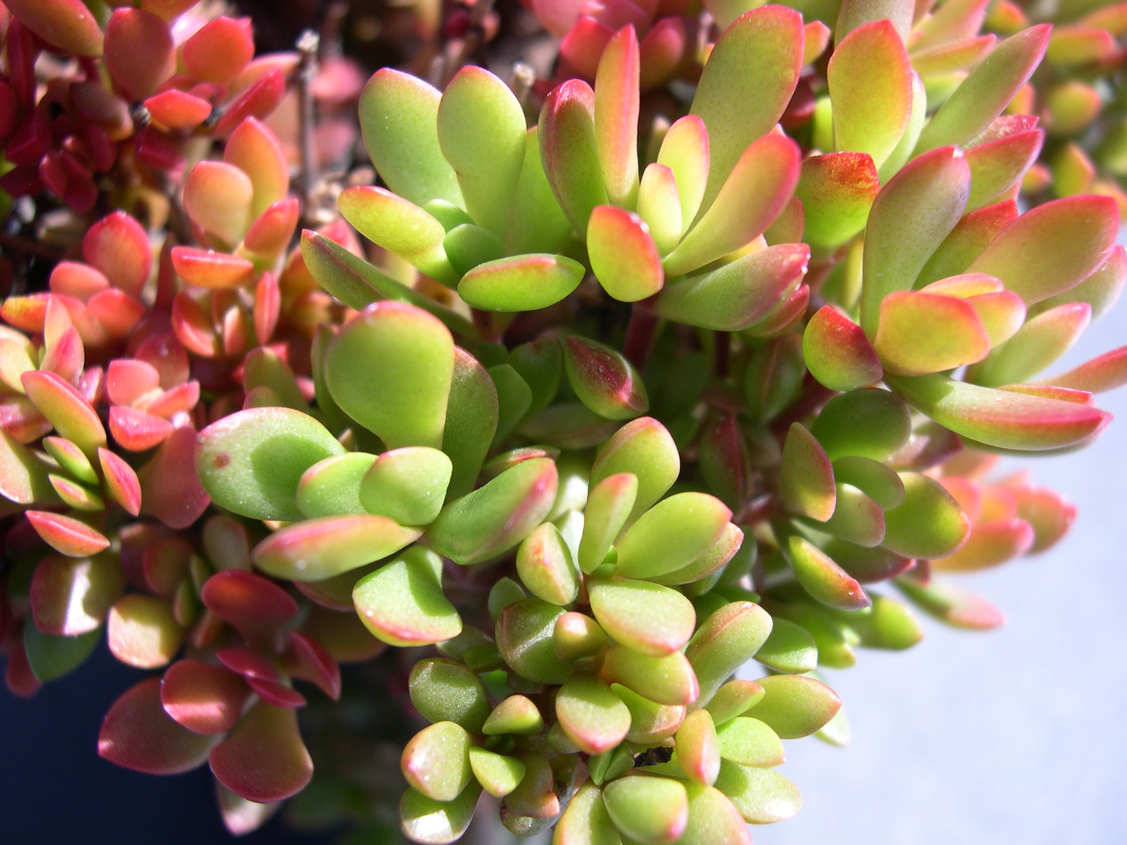 Crassula atropurpureum anomala 1.jpg