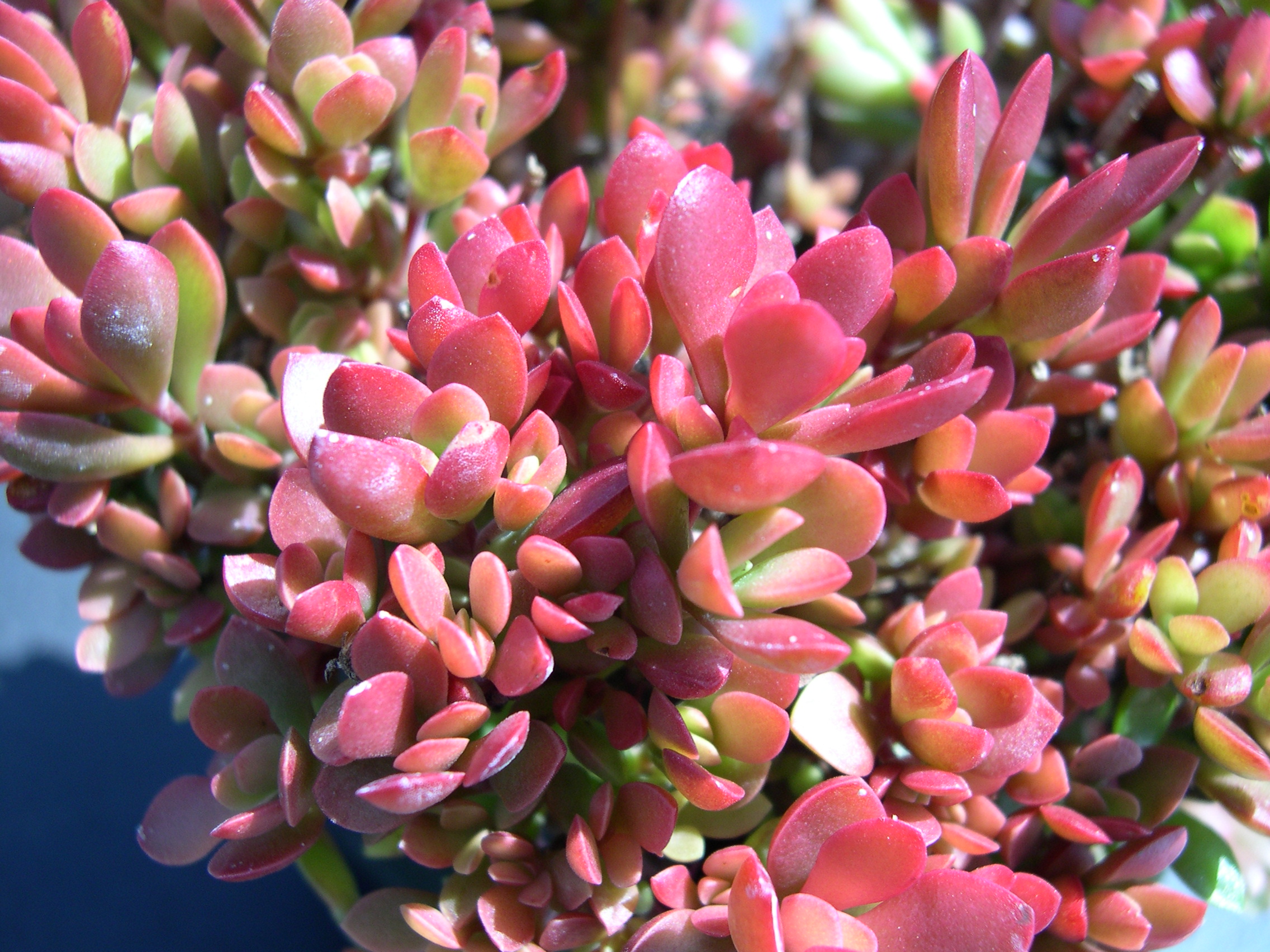 Crassula atropurpureum anomala 2.jpg