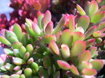 Crassula atropurpureum anomala 3.jpg