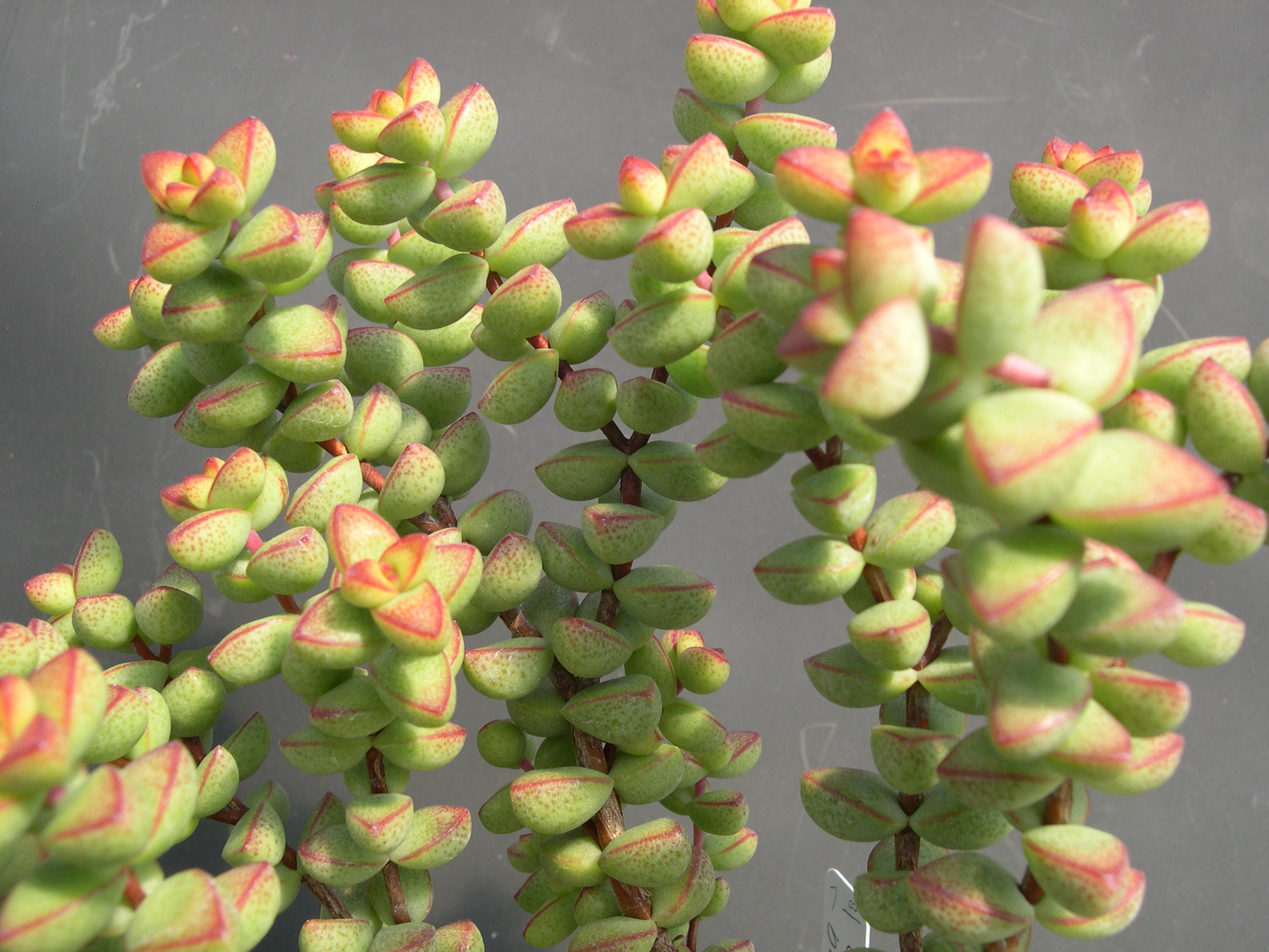 Crassula brevifolia 1.jpg