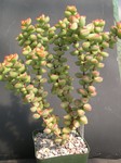 Crassula brevifolia 4.jpg