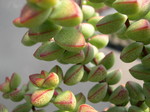 Crassula brevifolia 5.jpg