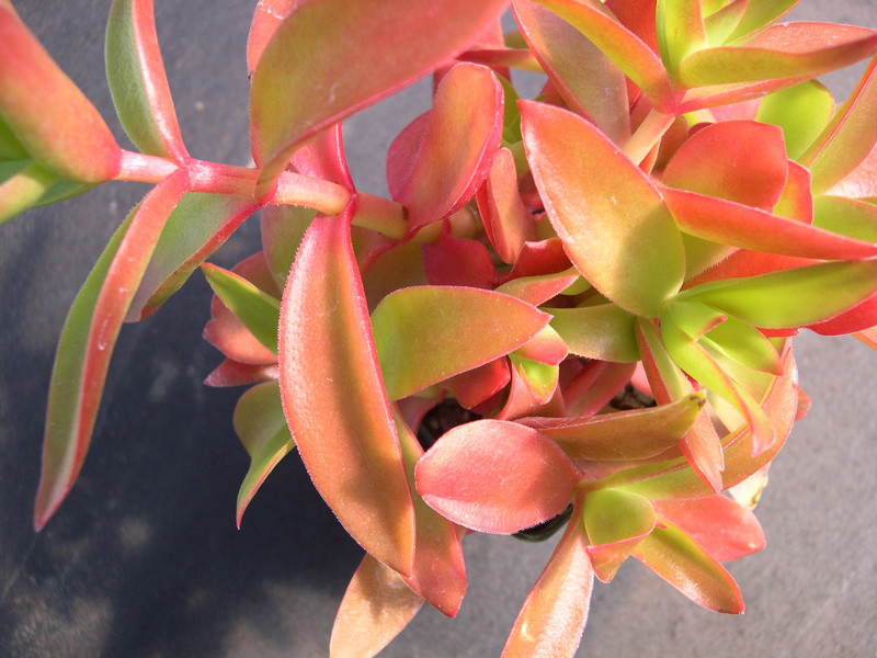 Crassula capitella Campfire 1.jpg