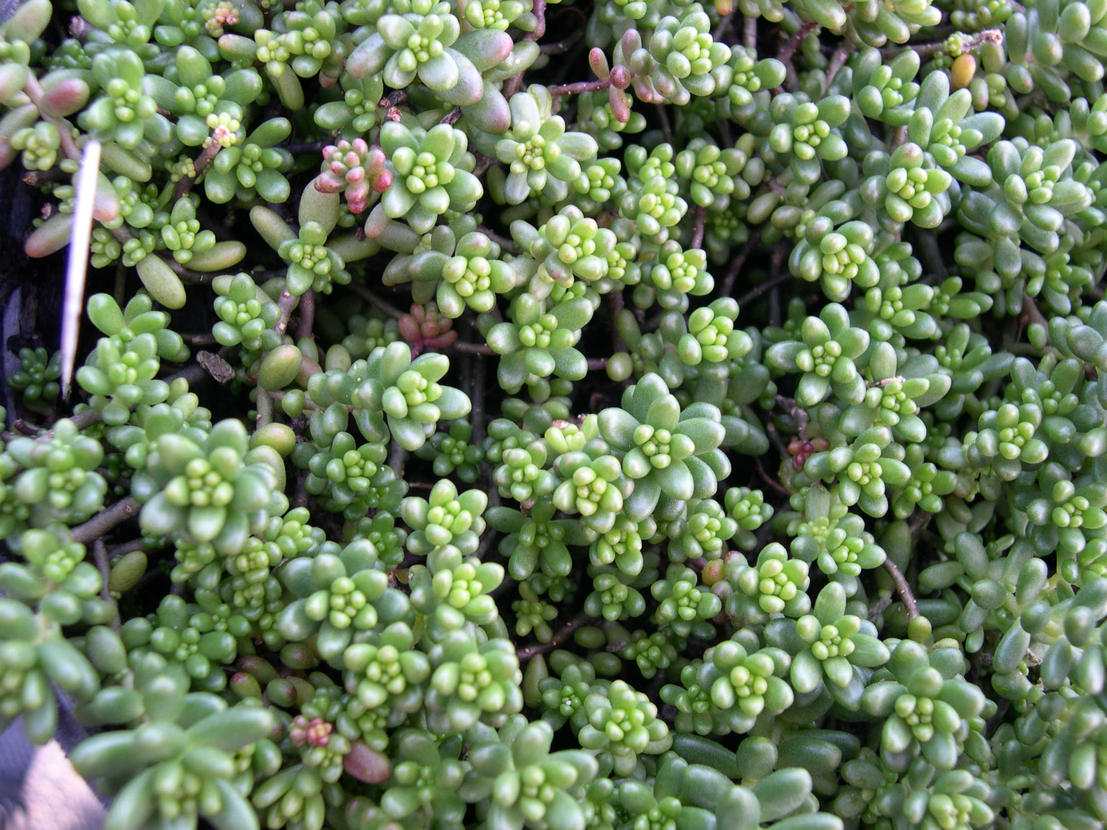 Sedum album balticum