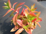 Crassula capitella Campfire 2.jpg