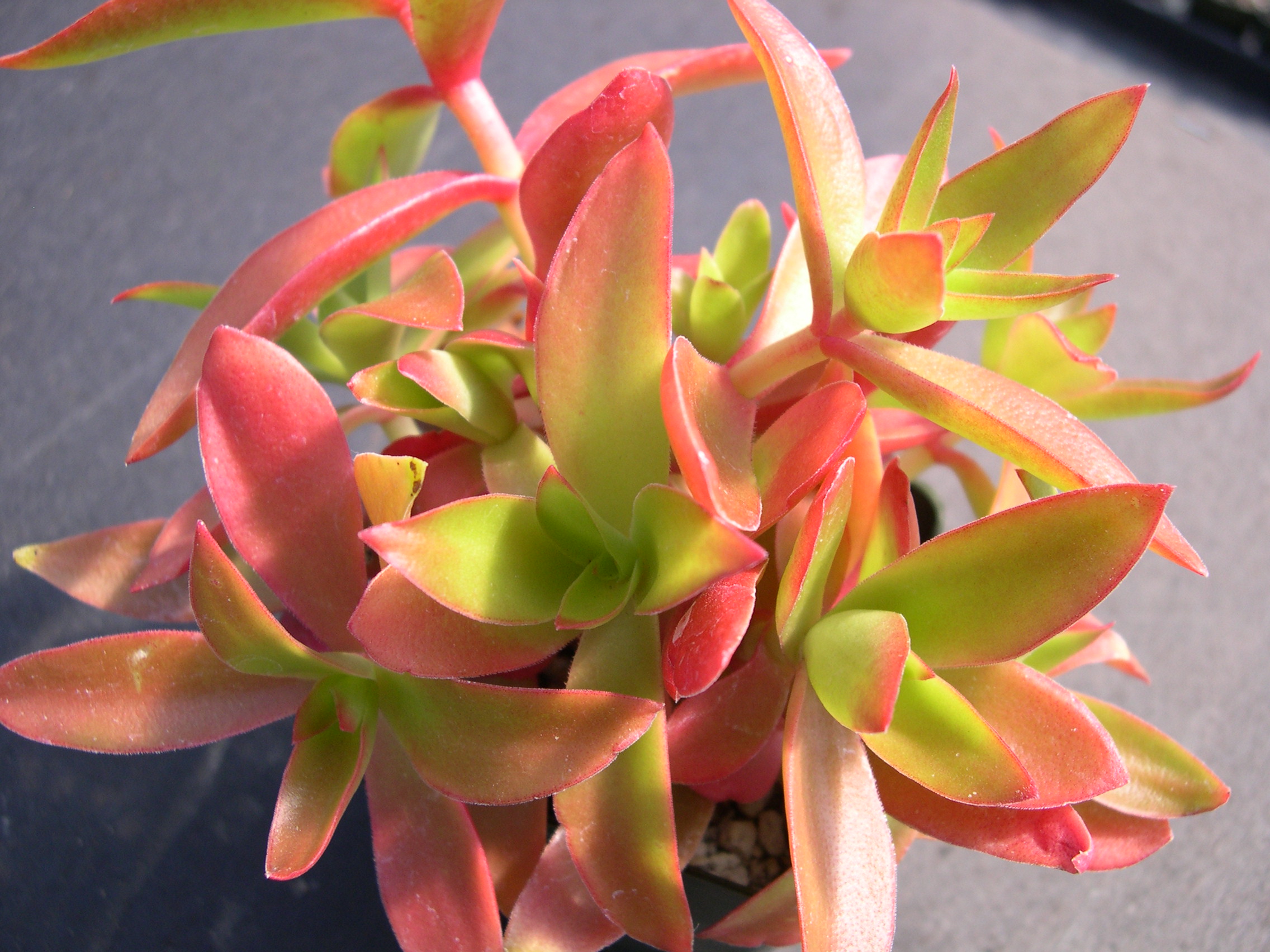 Crassula capitella Campfire 3.jpg