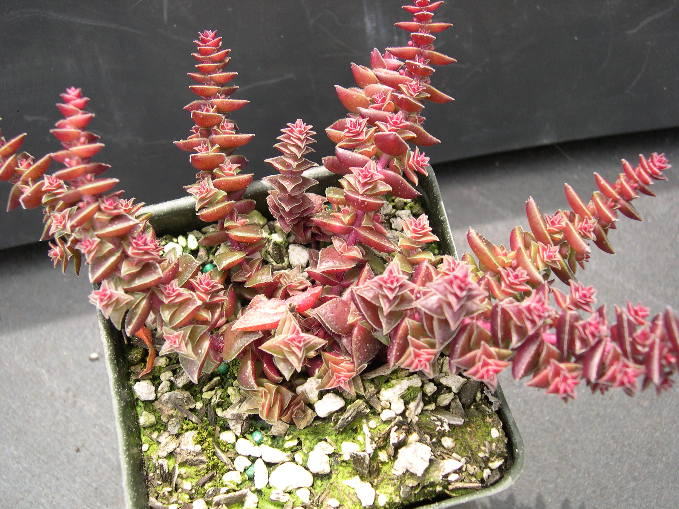 Crassula capitella ssp thyrsiflora 1.jpg