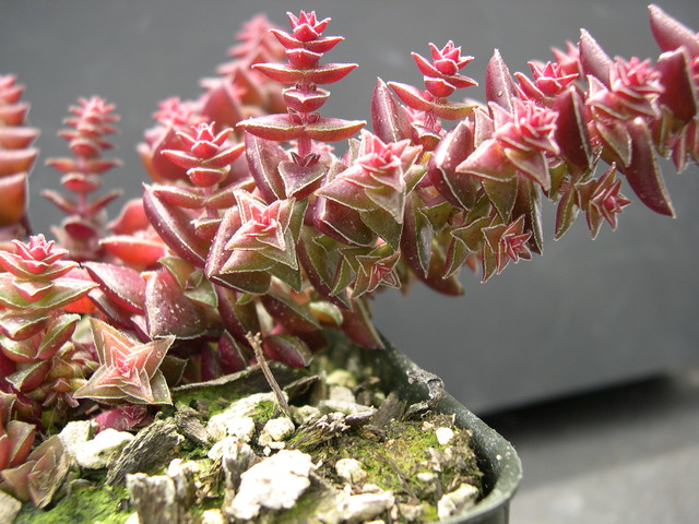 Crassula capitella ssp thyrsiflora 2.jpg