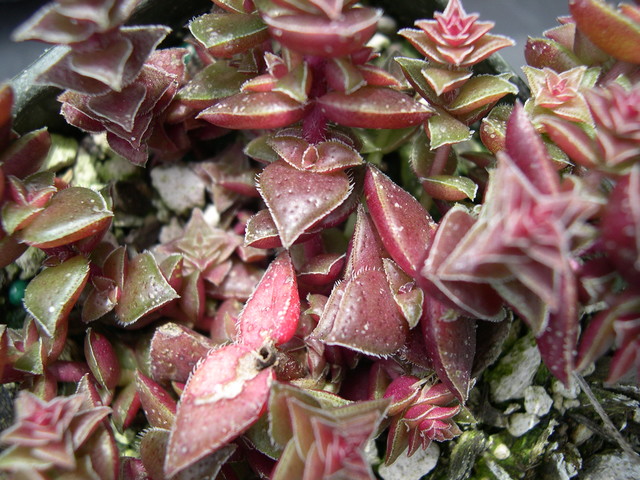 Crassula capitella ssp thyrsiflora 3.jpg