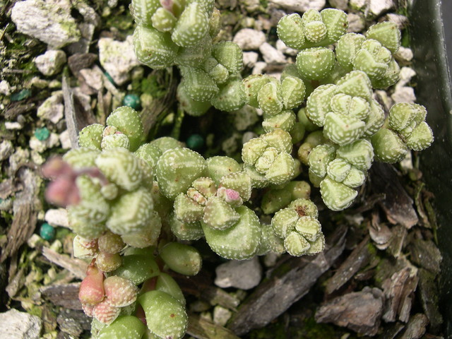 Crassula elegans ssp Namibensis 1.jpg