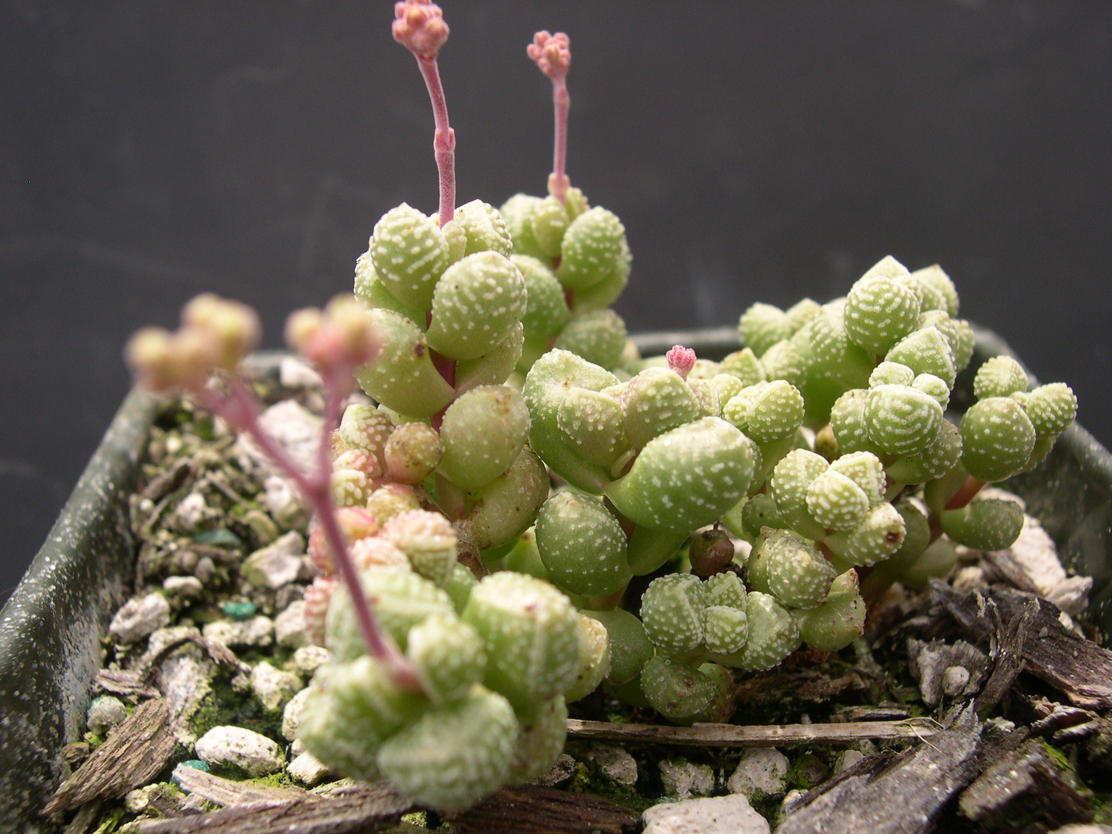 Crassula elegans ssp Namibensis 2.jpg