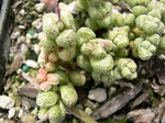 Crassula elegans ssp Namibensis 3.jpg