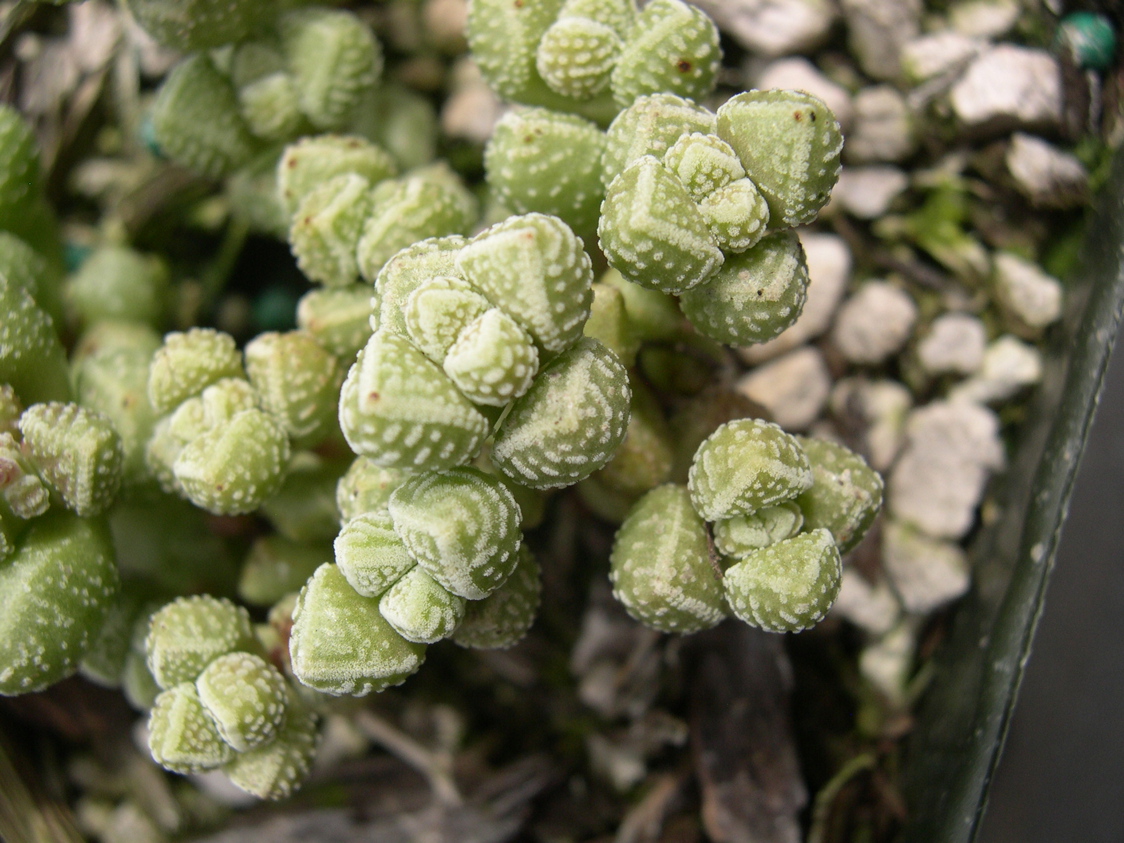 Crassula elegans ssp Namibensis 4.jpg