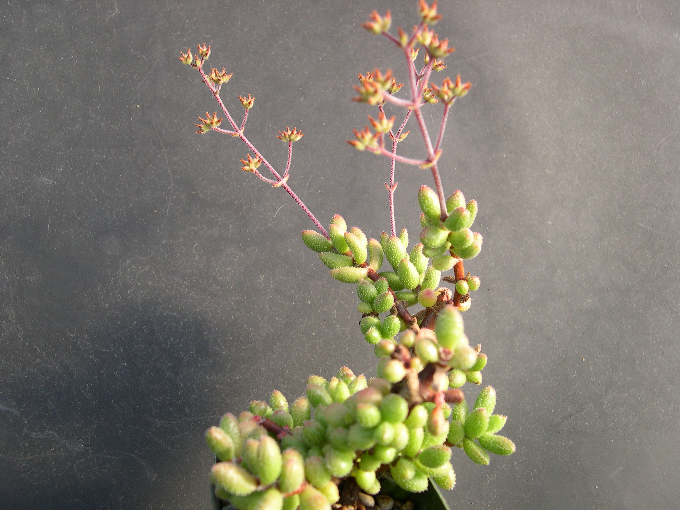 Crassula hirtypes 1.jpg