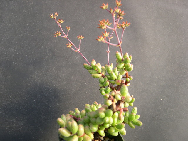 Crassula hirtypes 1.jpg