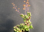 Crassula hirtypes 1.jpg