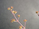 Crassula hirtypes 2.jpg