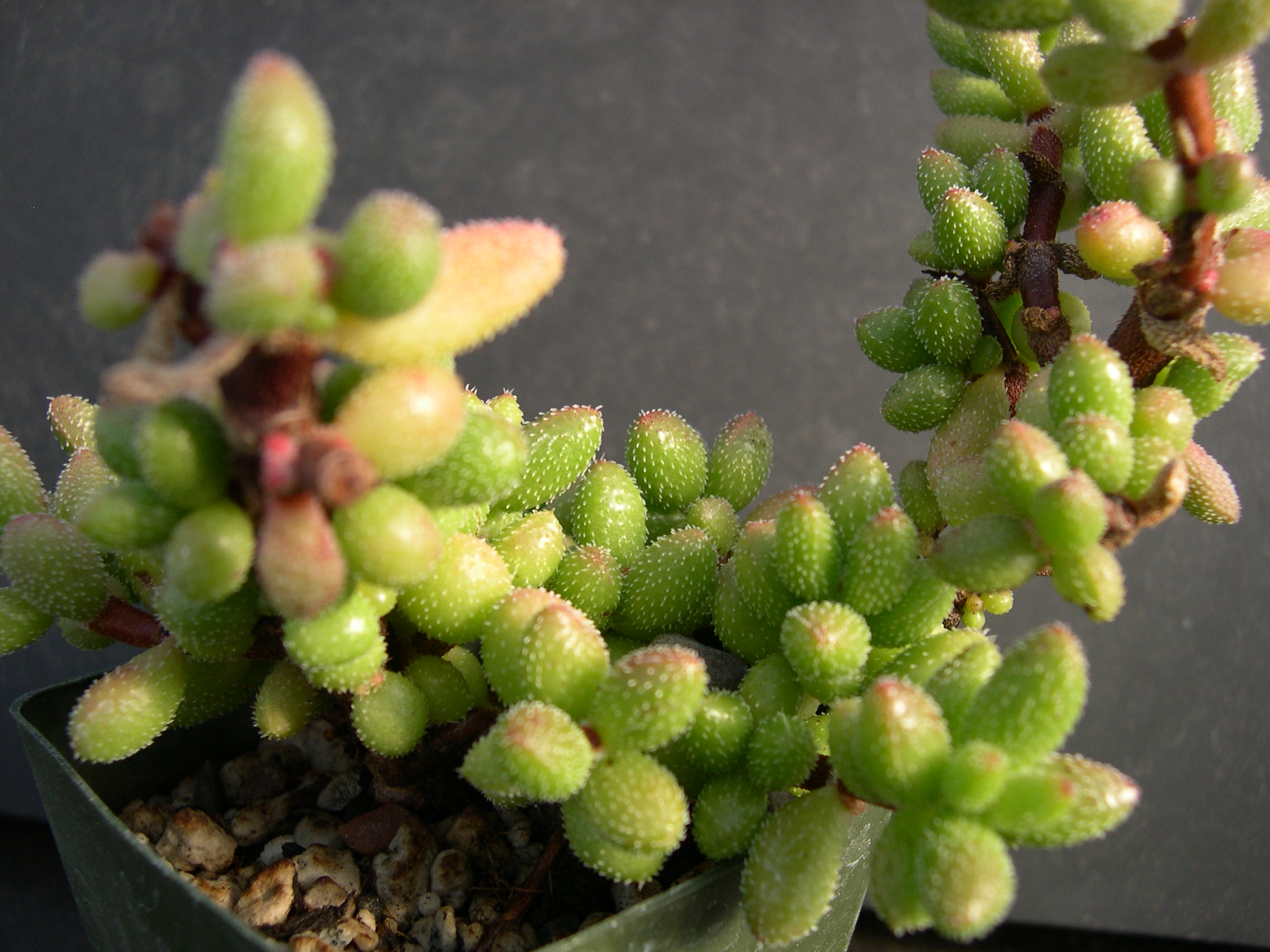 Crassula hirtypes 3.jpg