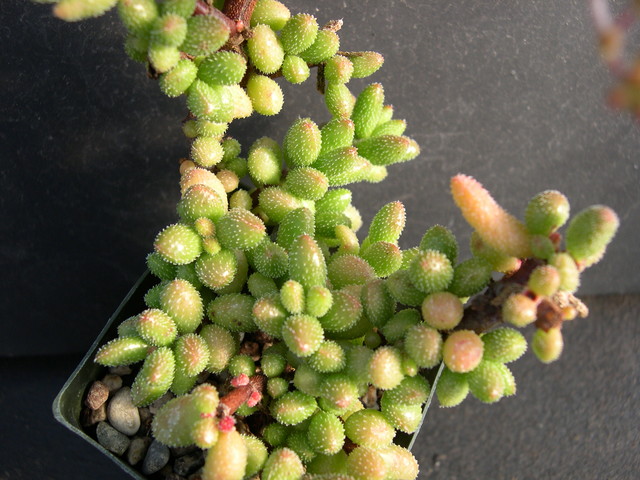 Crassula hirtypes 4.jpg