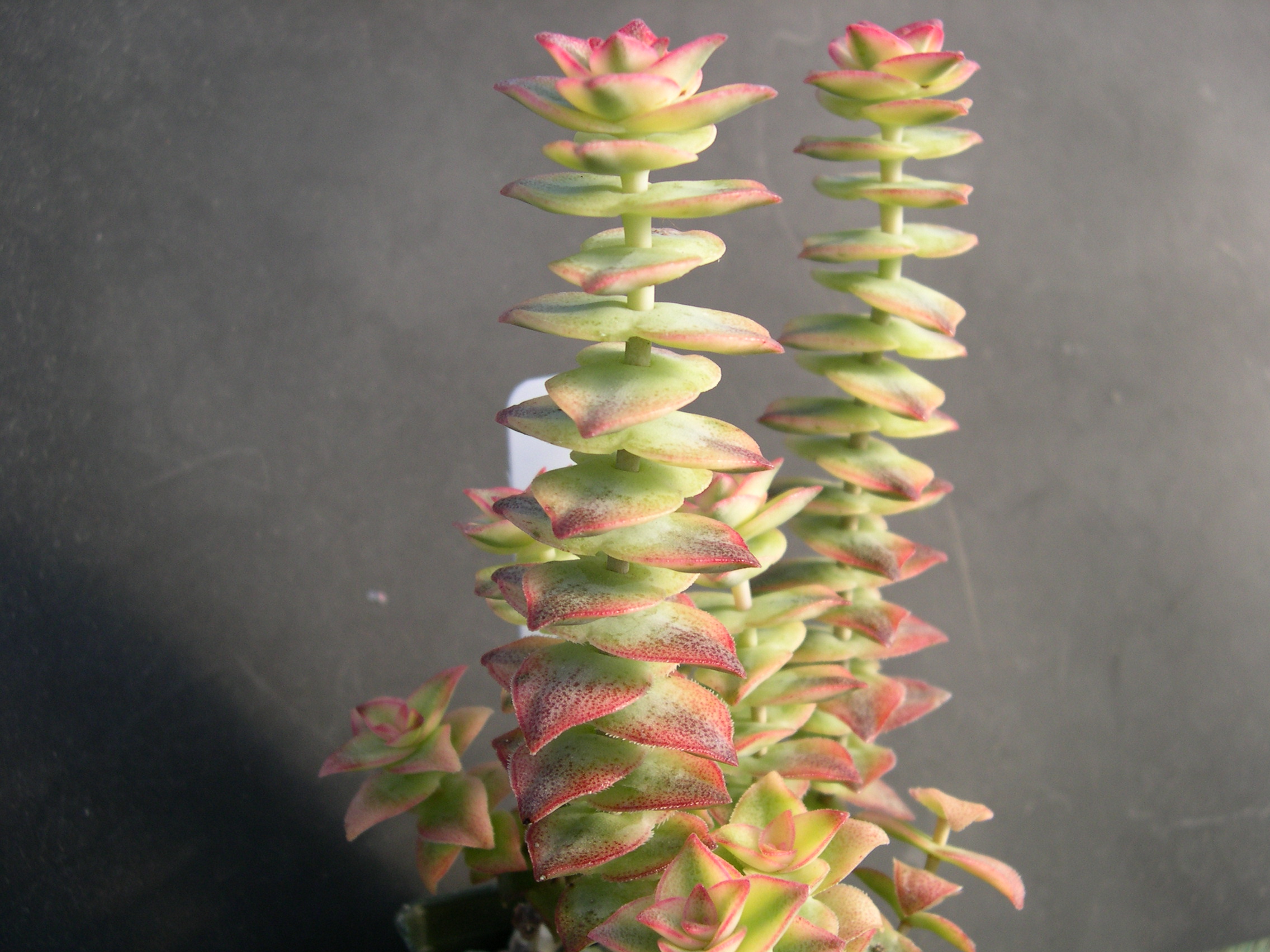 Crassula perforata Variegata 1.jpg