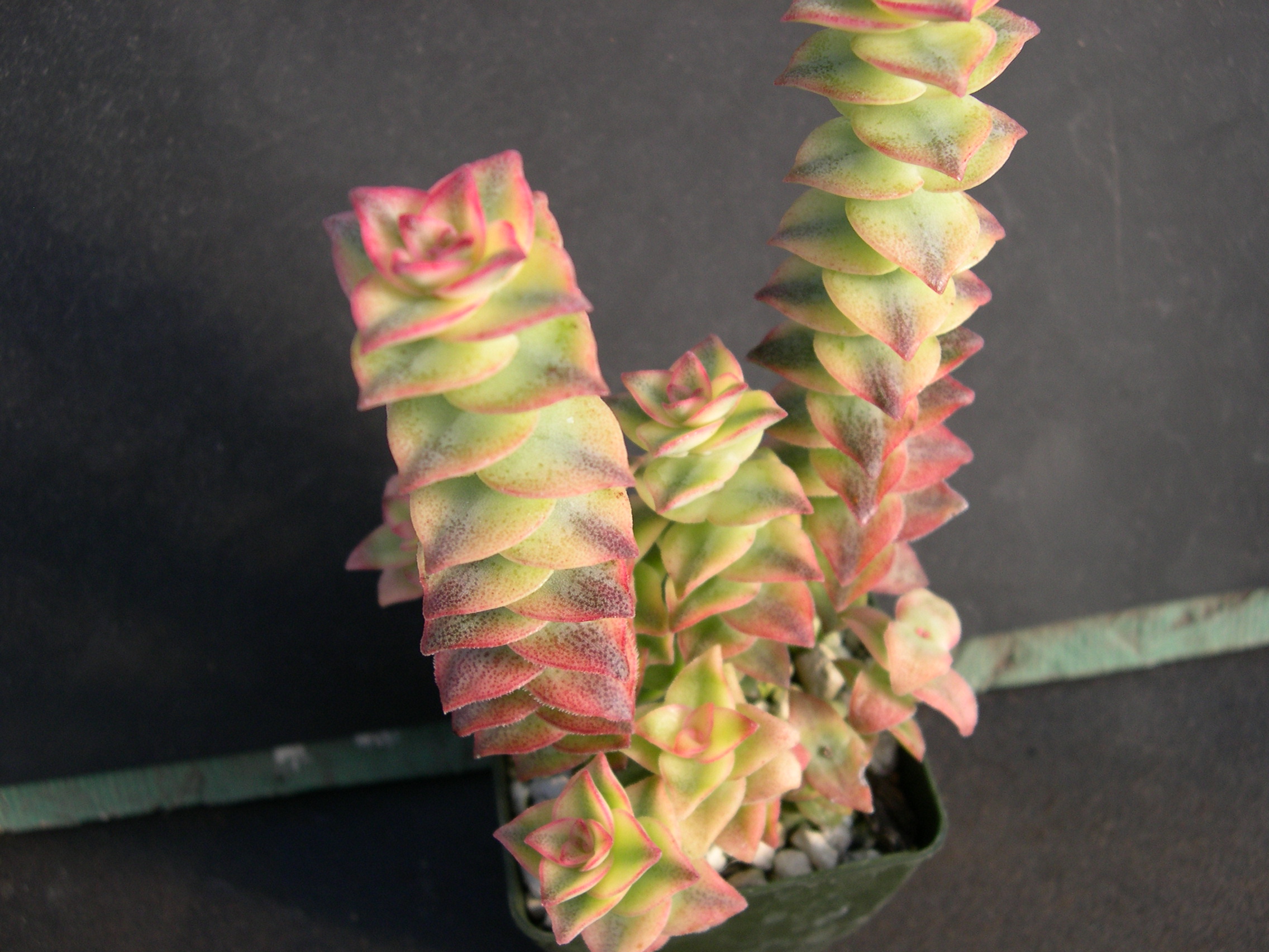 Crassula perforata Variegata 2.jpg