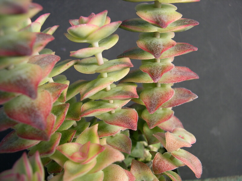 Crassula perforata Variegata 3.jpg