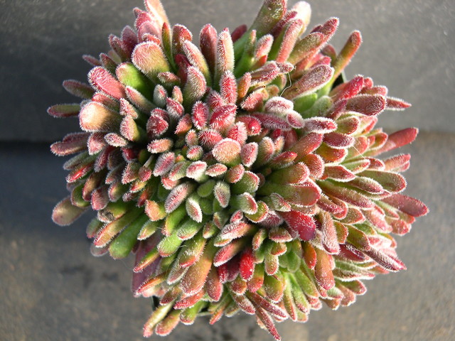 Crassula pubescens ssp rattrayi 1.jpg