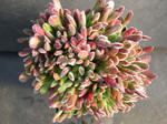 Crassula pubescens ssp rattrayi 1.jpg