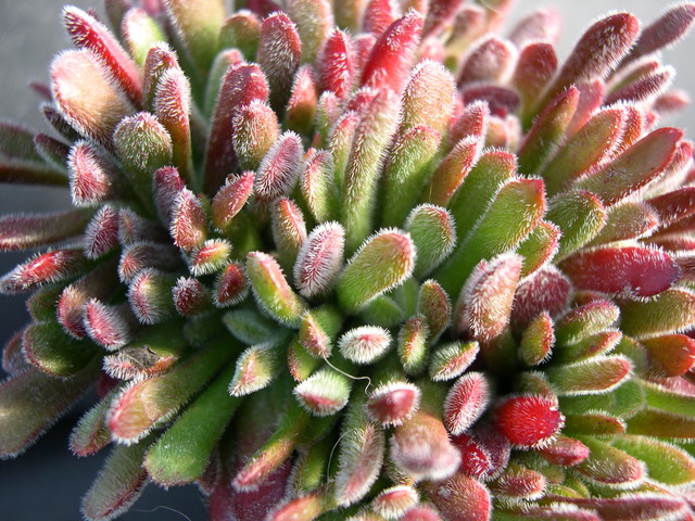 Crassula pubescens ssp rattrayi 2.jpg